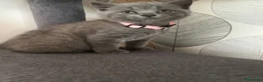 British Shorthair Kitten Pink collar