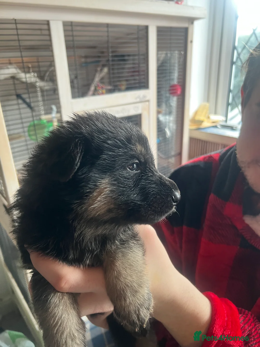 German Shepherd dogs for sale: The most stunning German Shepherd puppies - Advert 12