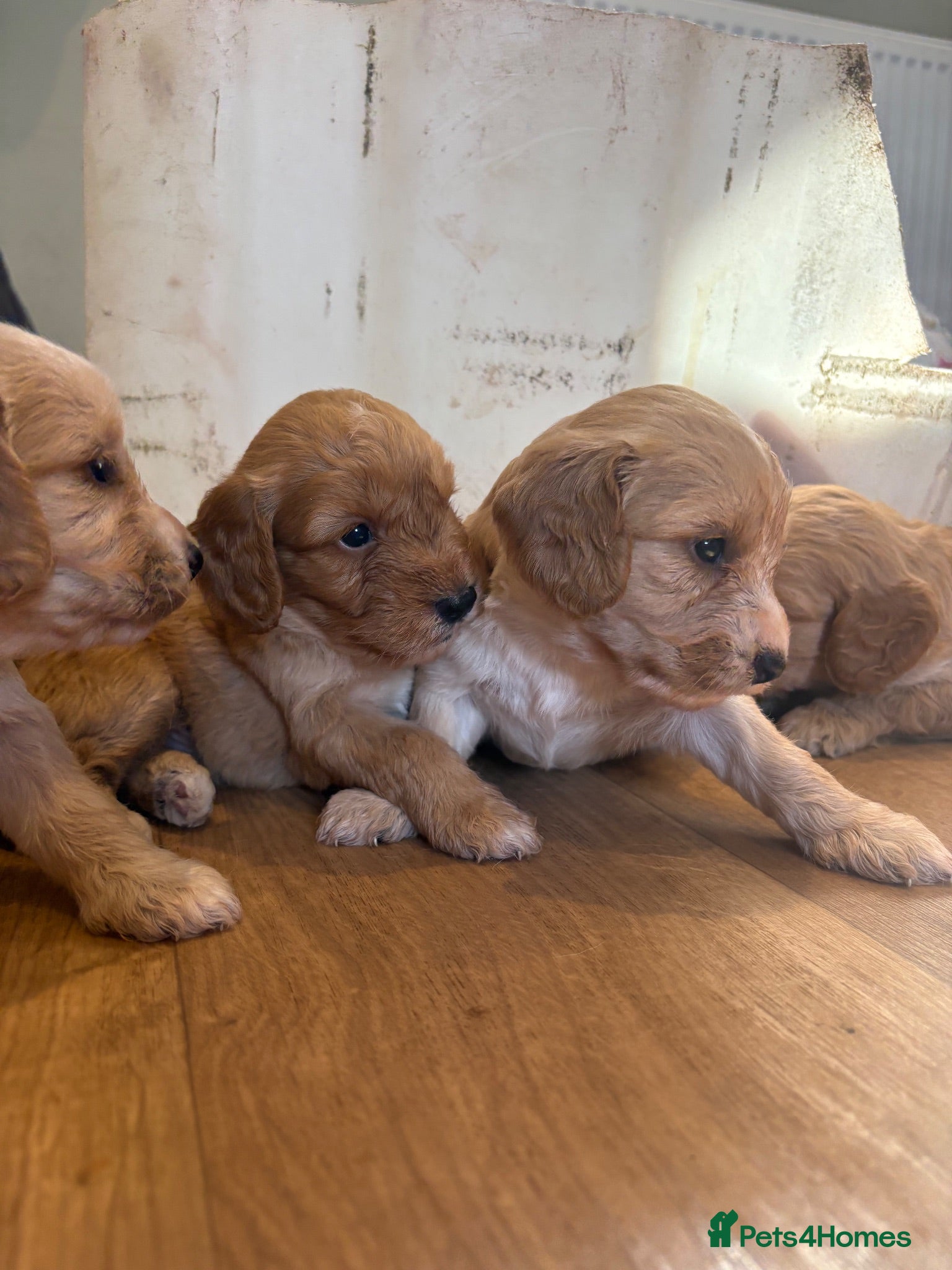 Cockapoo dogs F1 cockapoo puppies - amazing colours and markings - Advert 2