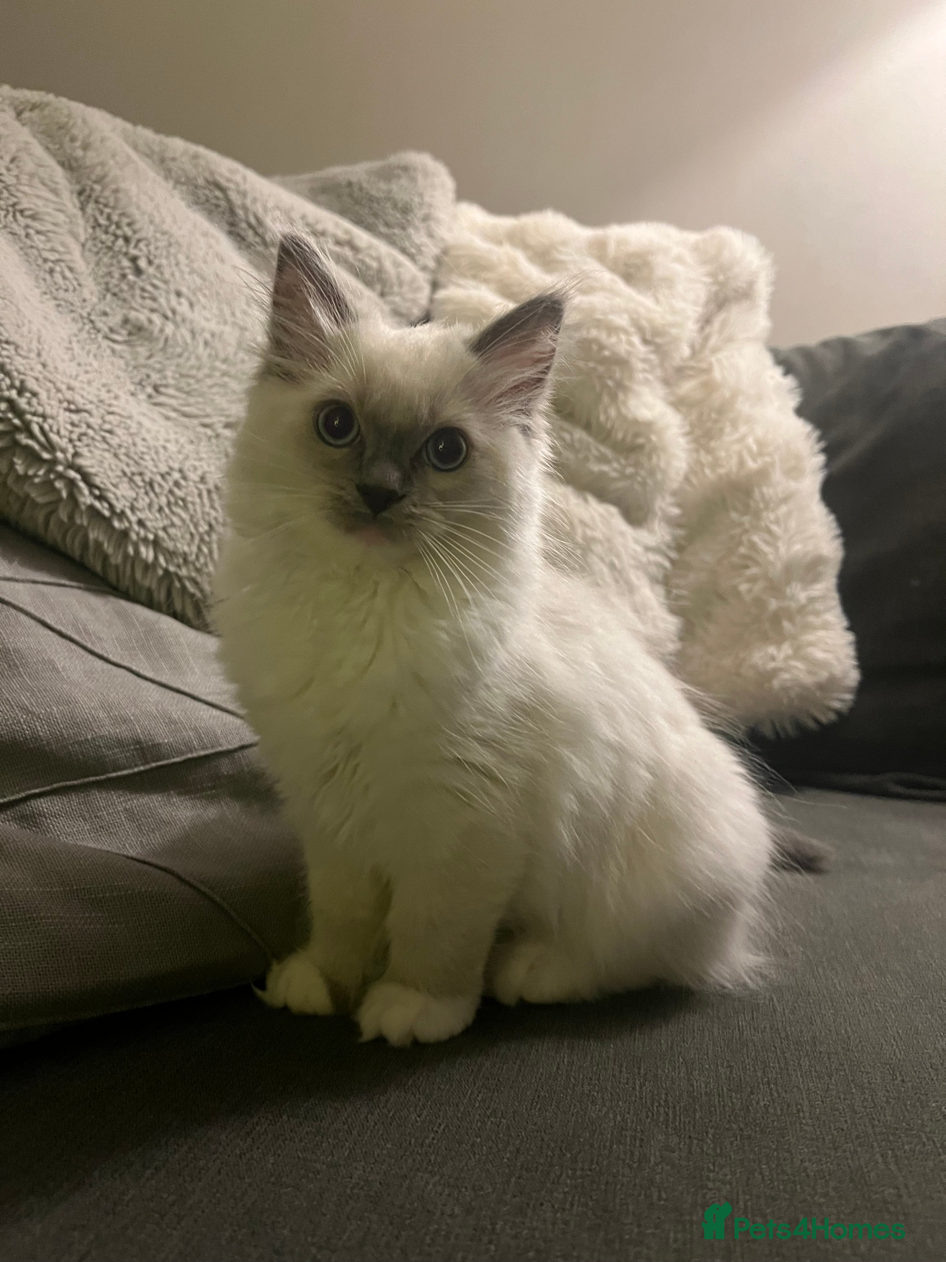 Ragdoll cats Stunning Ragdoll kittens *1 girl left* Ready now - Advert 2