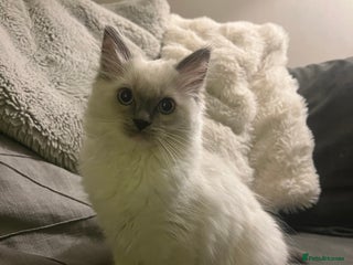 Ragdoll cats Stunning Ragdoll kittens *1 girl left* Ready now - Advert 14