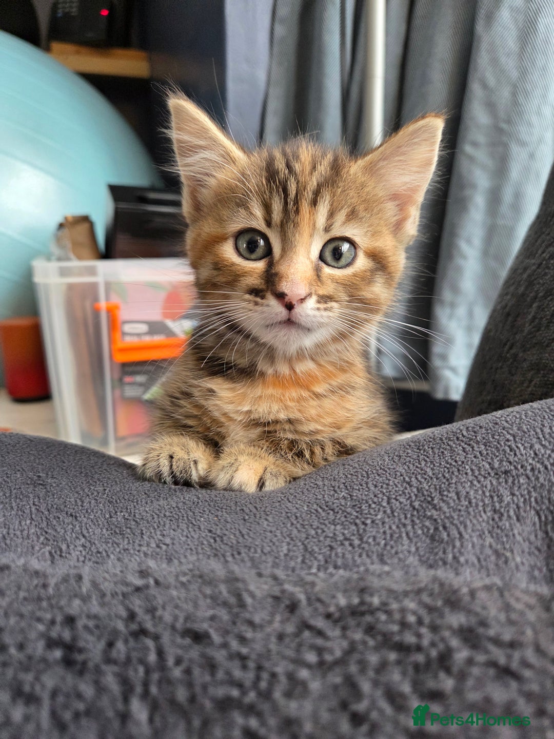 Mixed Breed cats for sale: 4 BEAUTIFUL KITTENS  - Image 4