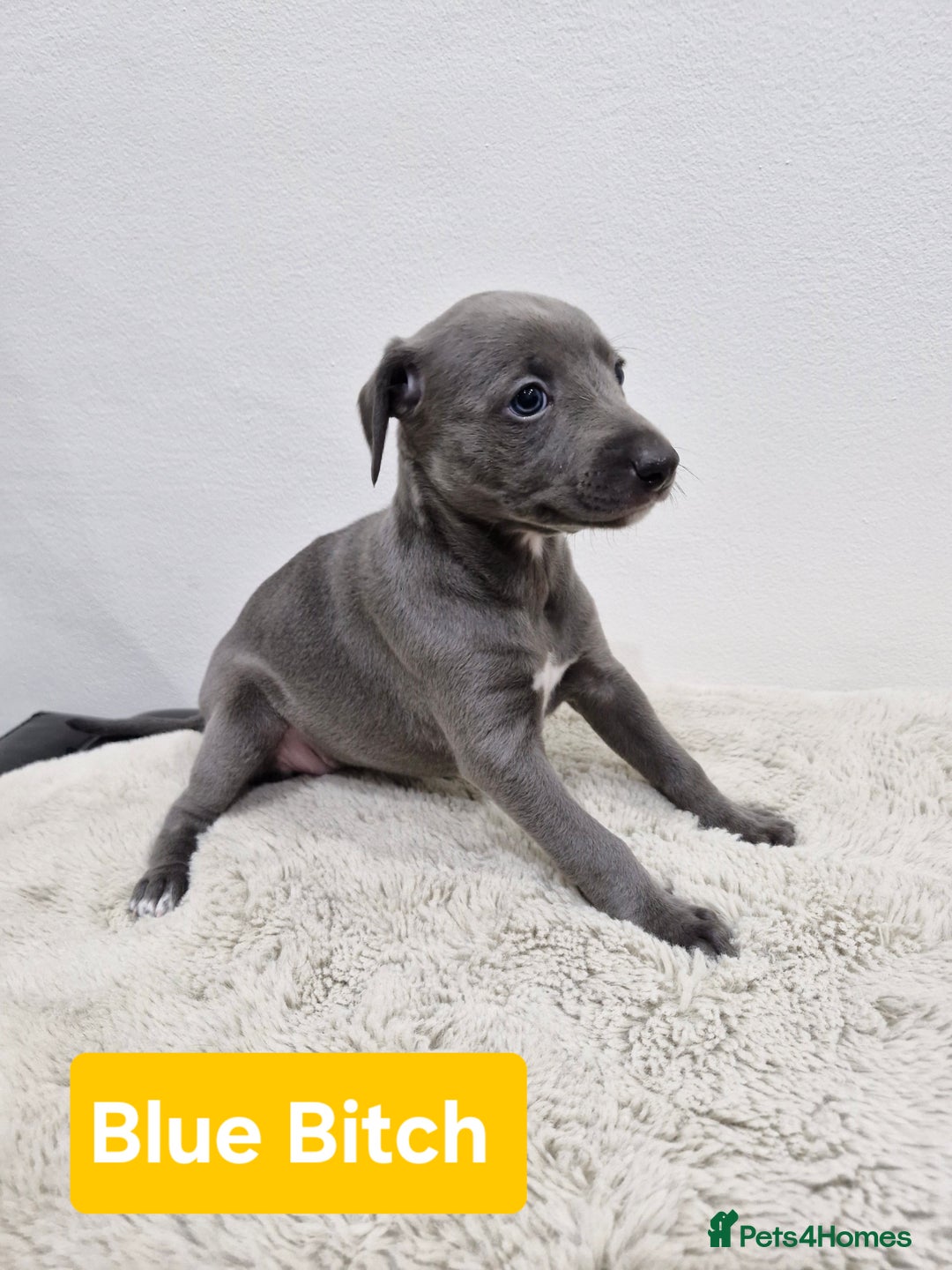 Whippet dogs for sale: KC Reg Whippet Puppies for sale  - Advert 3