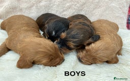Cockapoo dogs for sale: F1 Cockapoo Puppies  - Image 8