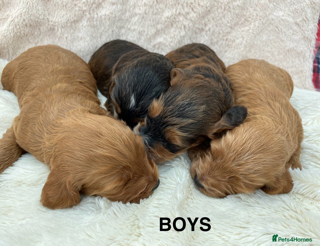 Cockapoo dogs for sale: F1 Cockapoo Puppies  - Image 8