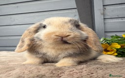 Mini Lop rabbits for sale: Stunning mini lop babies - Image 2