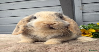 Mini Lop rabbits - Advert 11