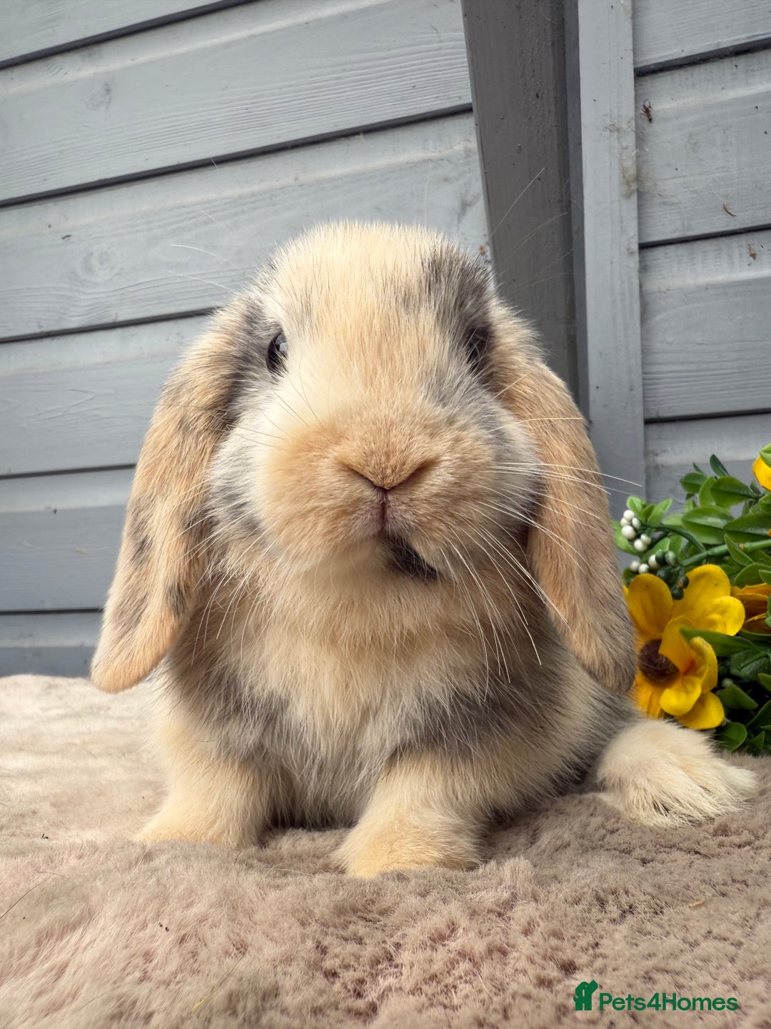 Mini Lop rabbits for sale: Stunning mini lop babies - Image 2