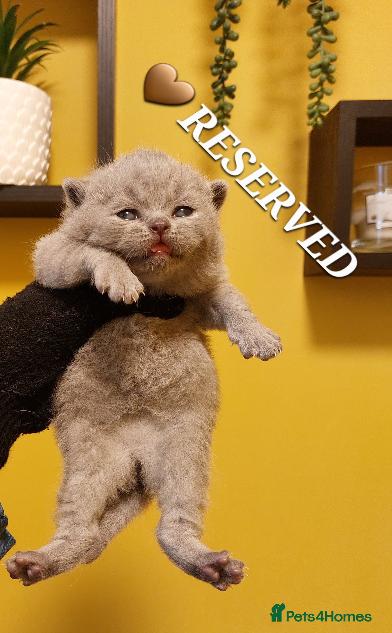 British Shorthair cats 🏆❤️‍🔥IMPECCABLE LAST BABY🌟CHAMPIONS🏆🐻🐾 - Advert 2