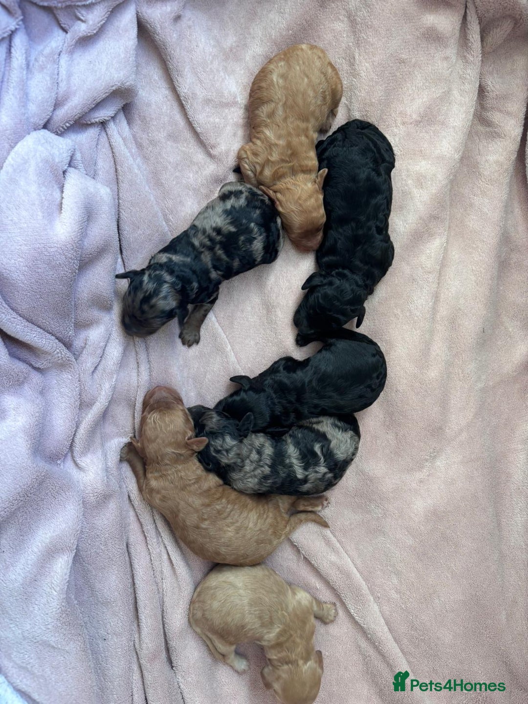 Cockapoo dogs for sale: Cockapoos Toy - Advert 1