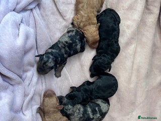 Cockapoo dogs Cockapoos Toy - Advert 16