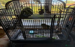 Parakeets birds for sale: Male green quaker - Image 4
