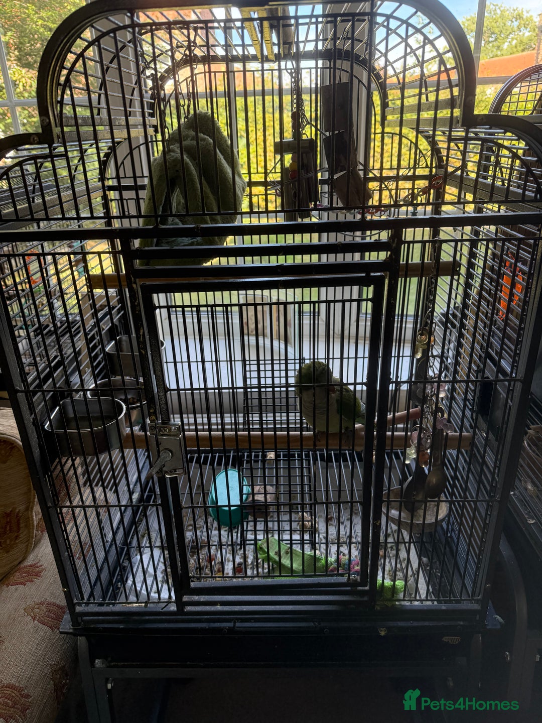 Parakeets birds for sale: Male green quaker - Image 4