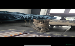 Turkish Angora cats for sale: Kittens (Turkish Angora (m) + Tabby (f)) - Image 3
