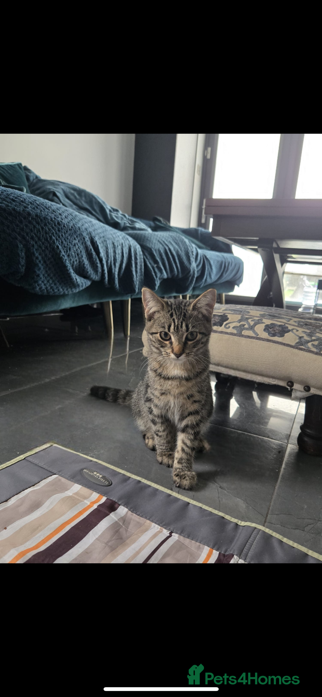 Turkish Angora cats for sale: Kittens (Turkish Angora (m) + Tabby (f)) - Image 3