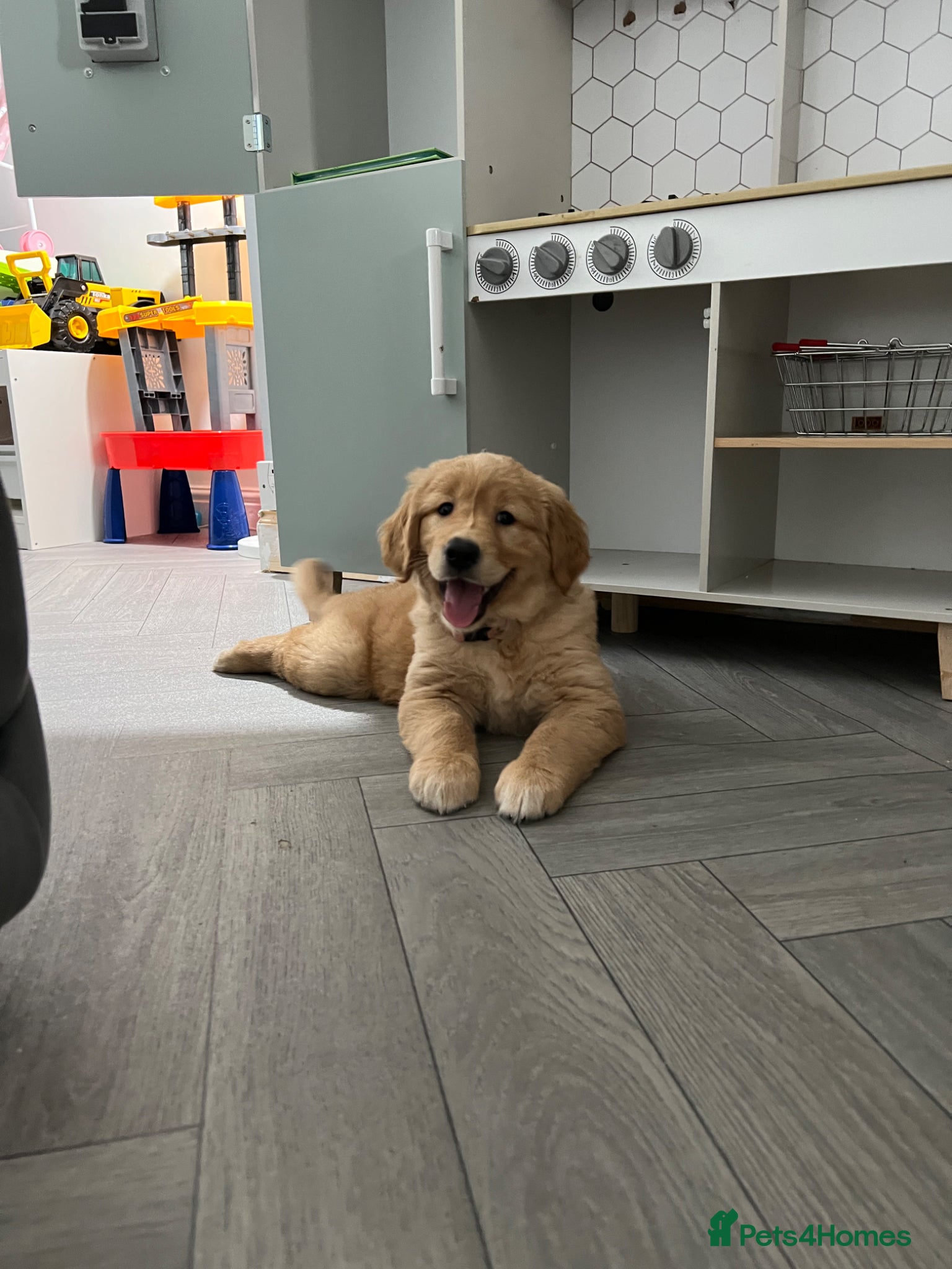 Golden Retriever dogs Ready now - kc, extensively health tested girls  - Advert 4