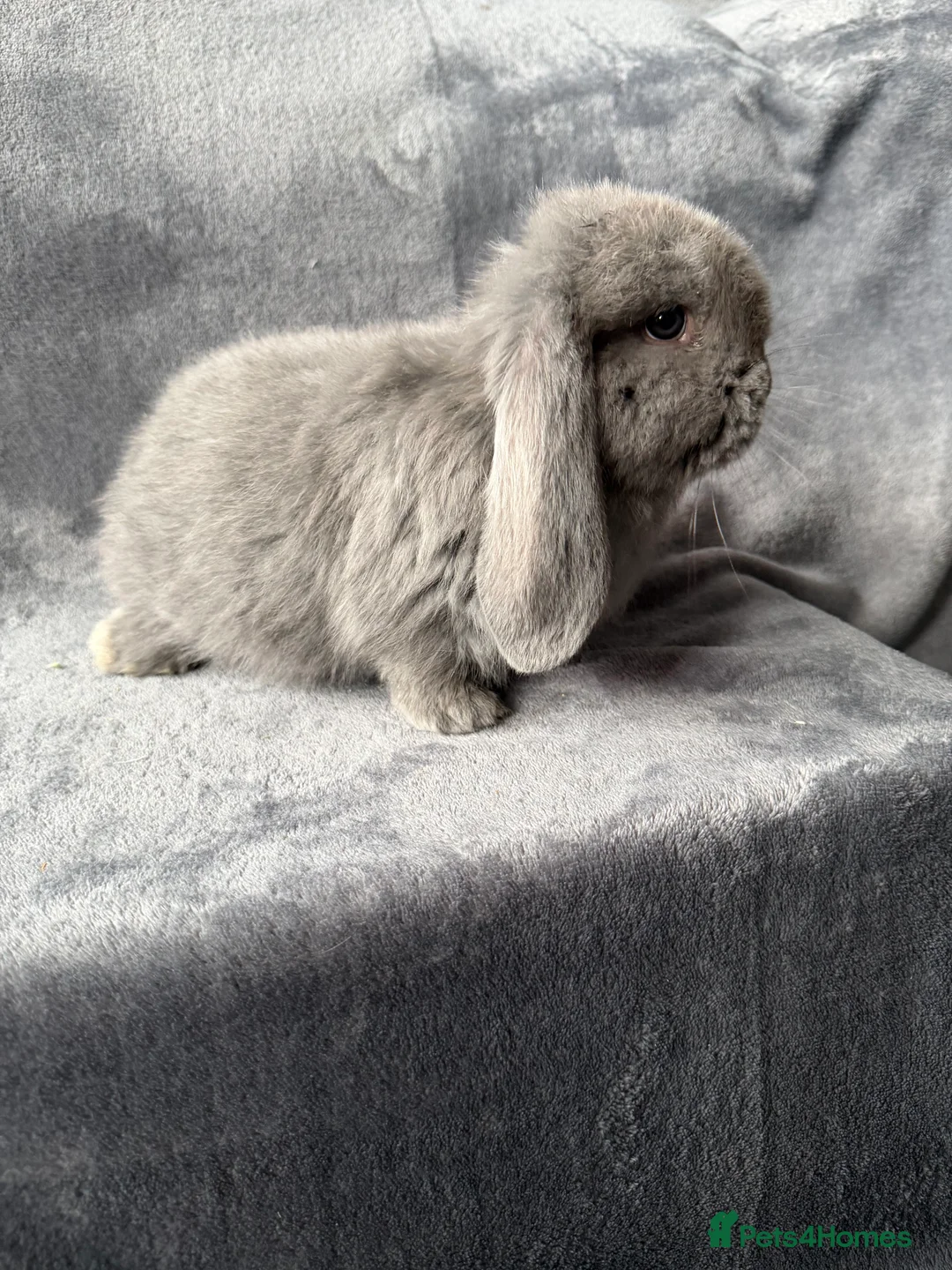 French Lop rabbits for sale: French lops  - Advert 2