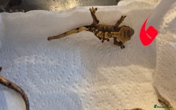 Gecko reptiles for sale: Crested Geckos in Liverpool - Image 11