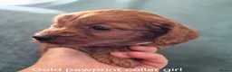 Cockapoo dogs for sale: Cockapoo puppies - Advert 14