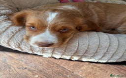 Cocker Spaniel dogs for sale: Stunning KC registered Working Cocker Spaniels  - Image 12