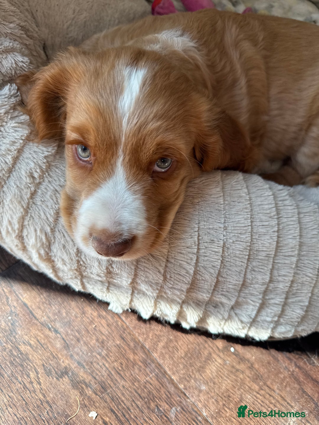 Cocker Spaniel dogs for sale: Stunning KC registered Working Cocker Spaniels  - Image 12