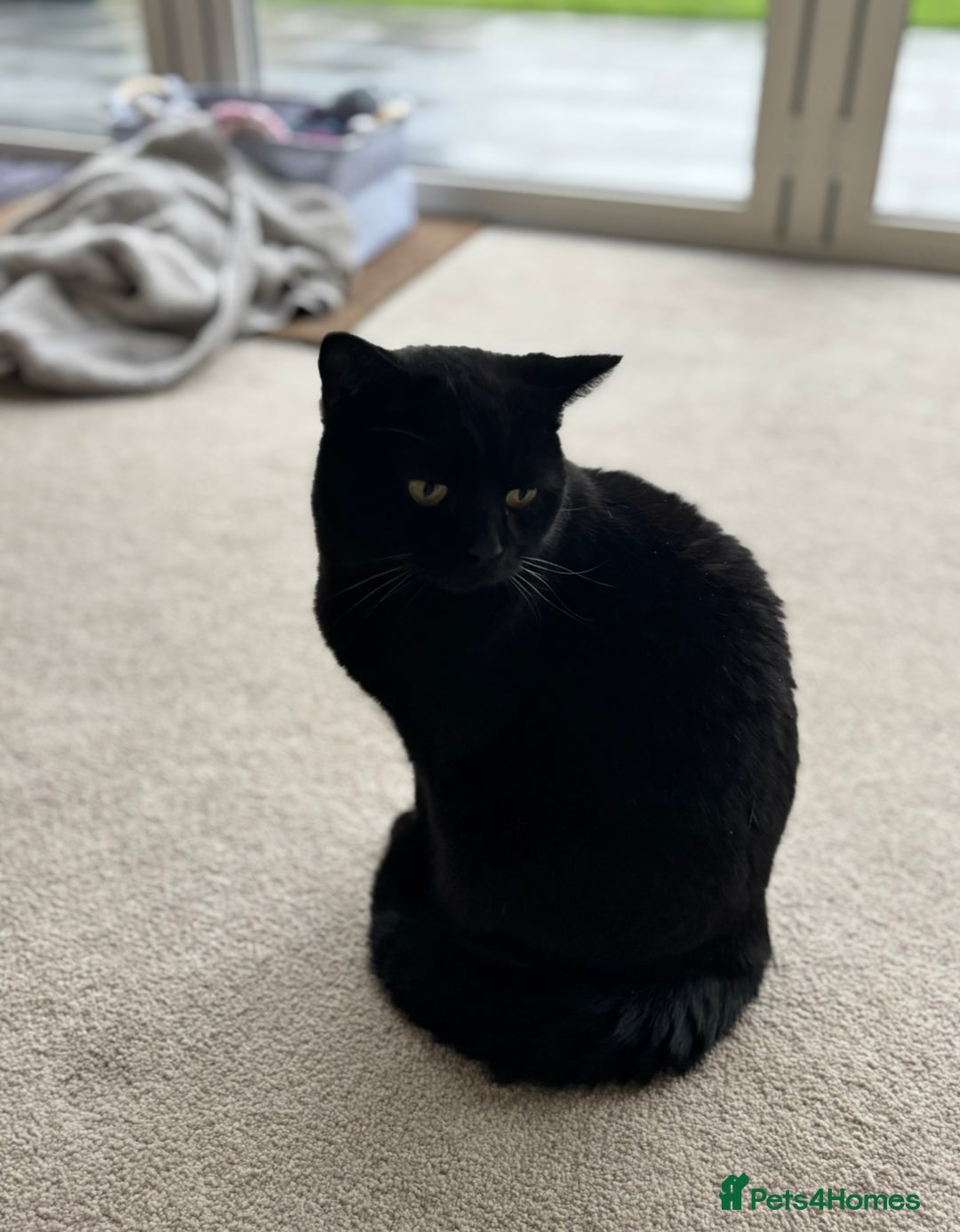 Ragdoll cats for sale: 🐾 Beautiful 4-YearOld Chocolate British Shorthair - Image 7