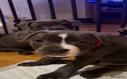 Staffordshire Bull Terrier dogs for sale: Lovely kc reg Staffordshire bull terrier puppies  - Image 29