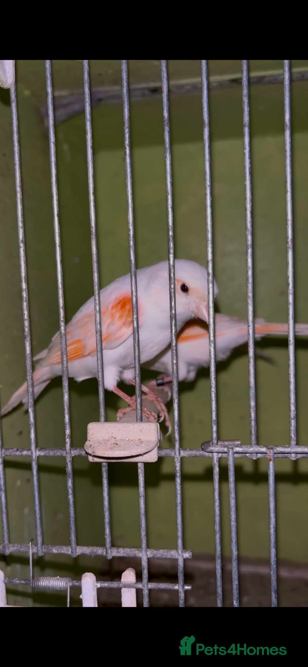 Canaries birds for sale: X11 Irish x4 red mosaic all 2025 and closed rung - Advert 14