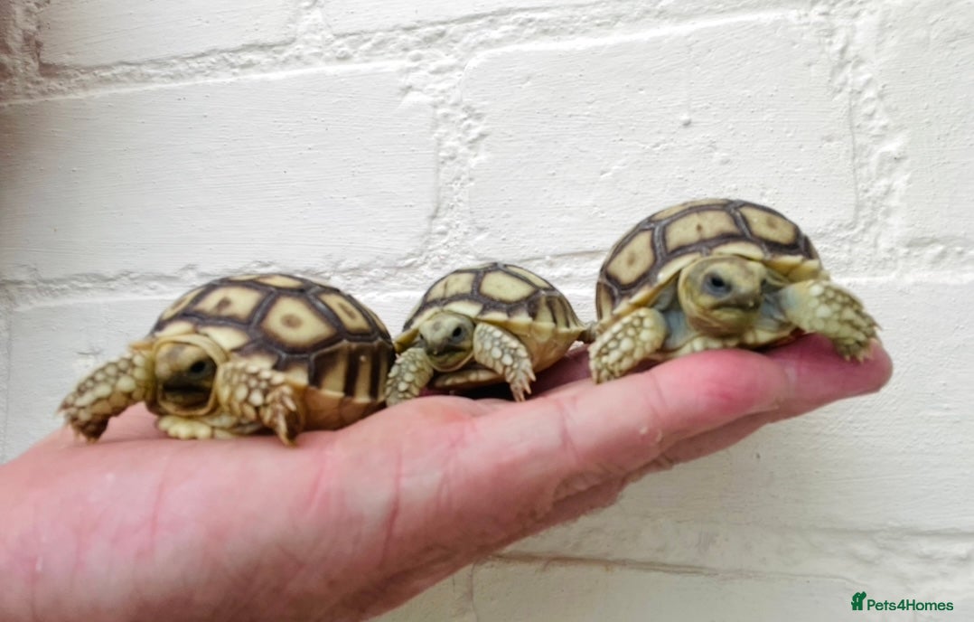 Tortoise reptiles Baby sulcata Tortioes  - Advert 4