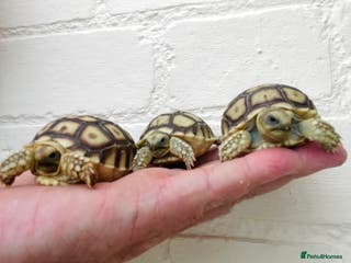 Tortoise reptiles Baby sulcata Tortioes - Advert 10
