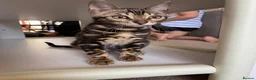 Bengal cats for sale: Beautiful Spayed Bengal Cat Looking for Loving Hom - Advert 7