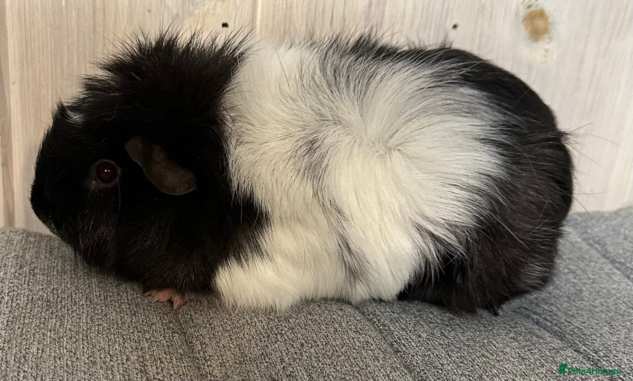 Guinea Pig rodents Four sows and a Bonded pair of boars  - Advert 1