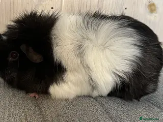 Guinea Pig rodents Four sows and a Bonded pair of boars - Advert 1