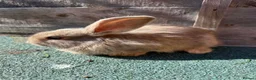 Giant Papillon rabbits for sale: continental giant , minilop , netherland draft - Advert 22