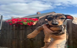 Miniature Dachshund dogs for sale: Minature dachshunds for sale! LAST 2!READY TO GO! - Image 8
