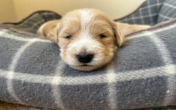Cocker Spaniel dogs for sale: Working Cocker Spaniel Puppies  - Image 11