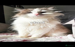 Ragdoll cats for sale: Ragdoll  - Image 4
