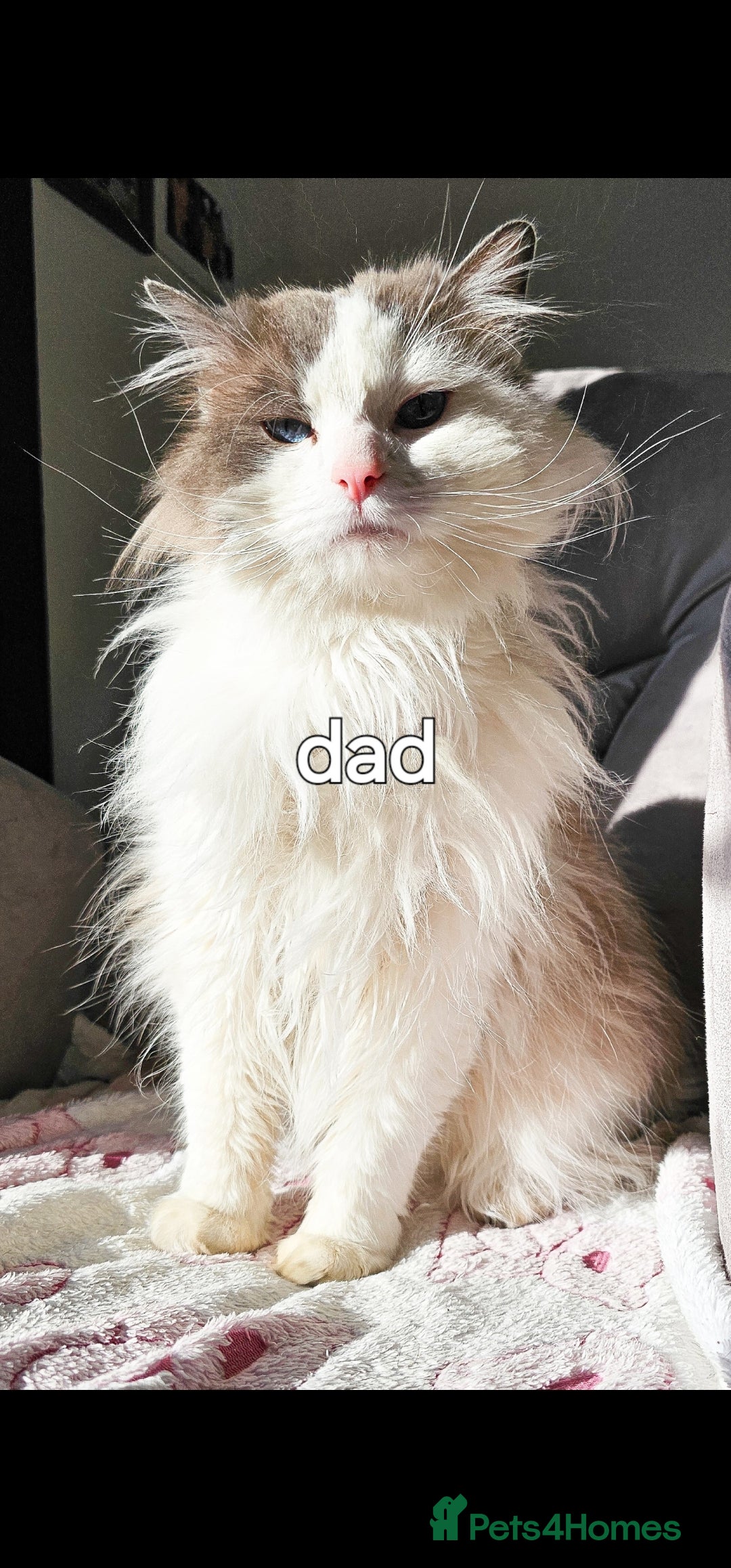 Ragdoll cats for sale: Ragdoll  - Image 4