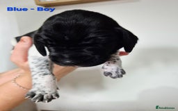 German Shorthaired Pointer dogs for sale: German Shorthaired Pointer/Irish Setter-Poinsetter - Image 9