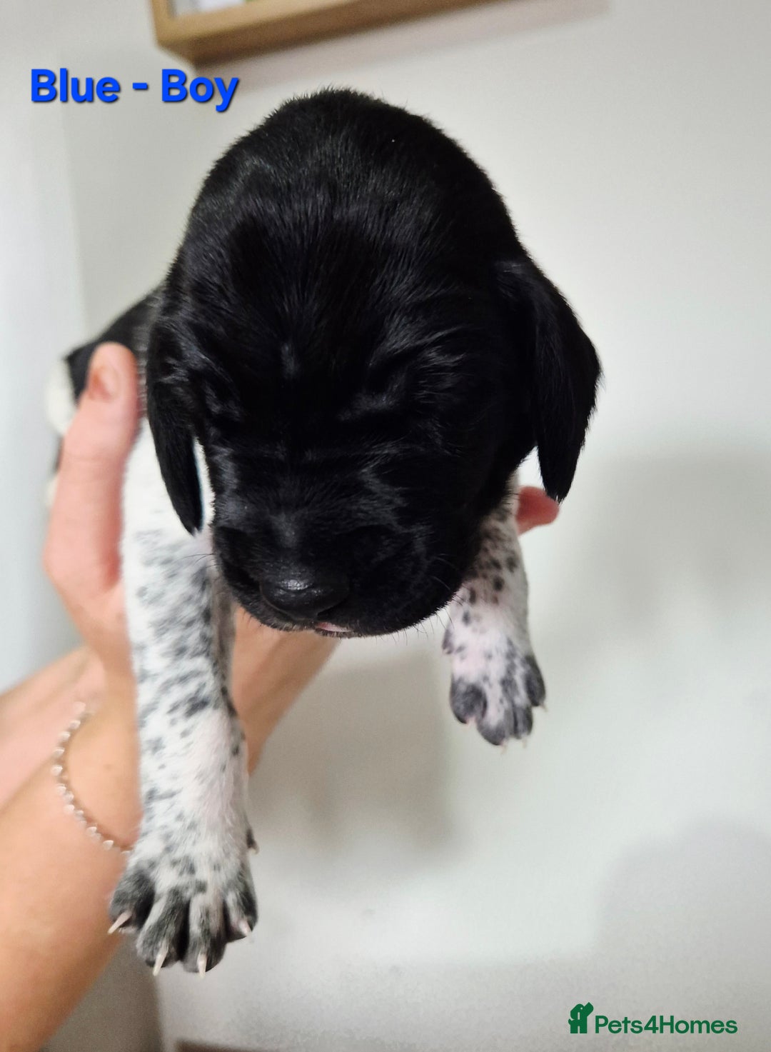 German Shorthaired Pointer dogs for sale: German Shorthaired Pointer/Irish Setter-Poinsetter - Image 9