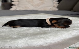 Yorkshire Terrier dogs for sale: ❤️Miniature yorkshire terrier puppies ☘️ - Image 6