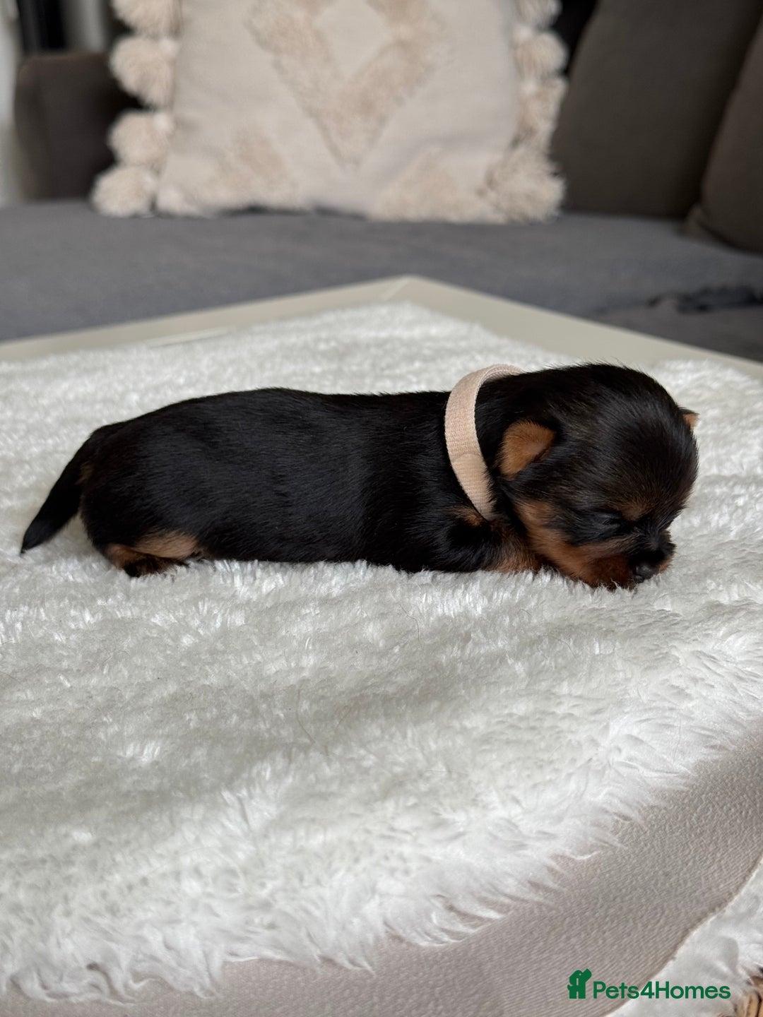 Yorkshire Terrier dogs for sale: ❤️Miniature yorkshire terrier puppies ☘️ - Image 6