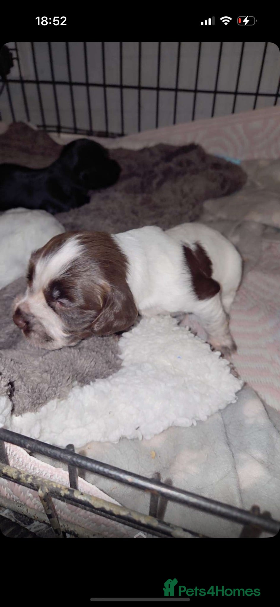 Cocker Spaniel dogs Cocker spaniel puppy  - Advert 5