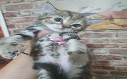 Bengal cats for sale: Davina - Image 6