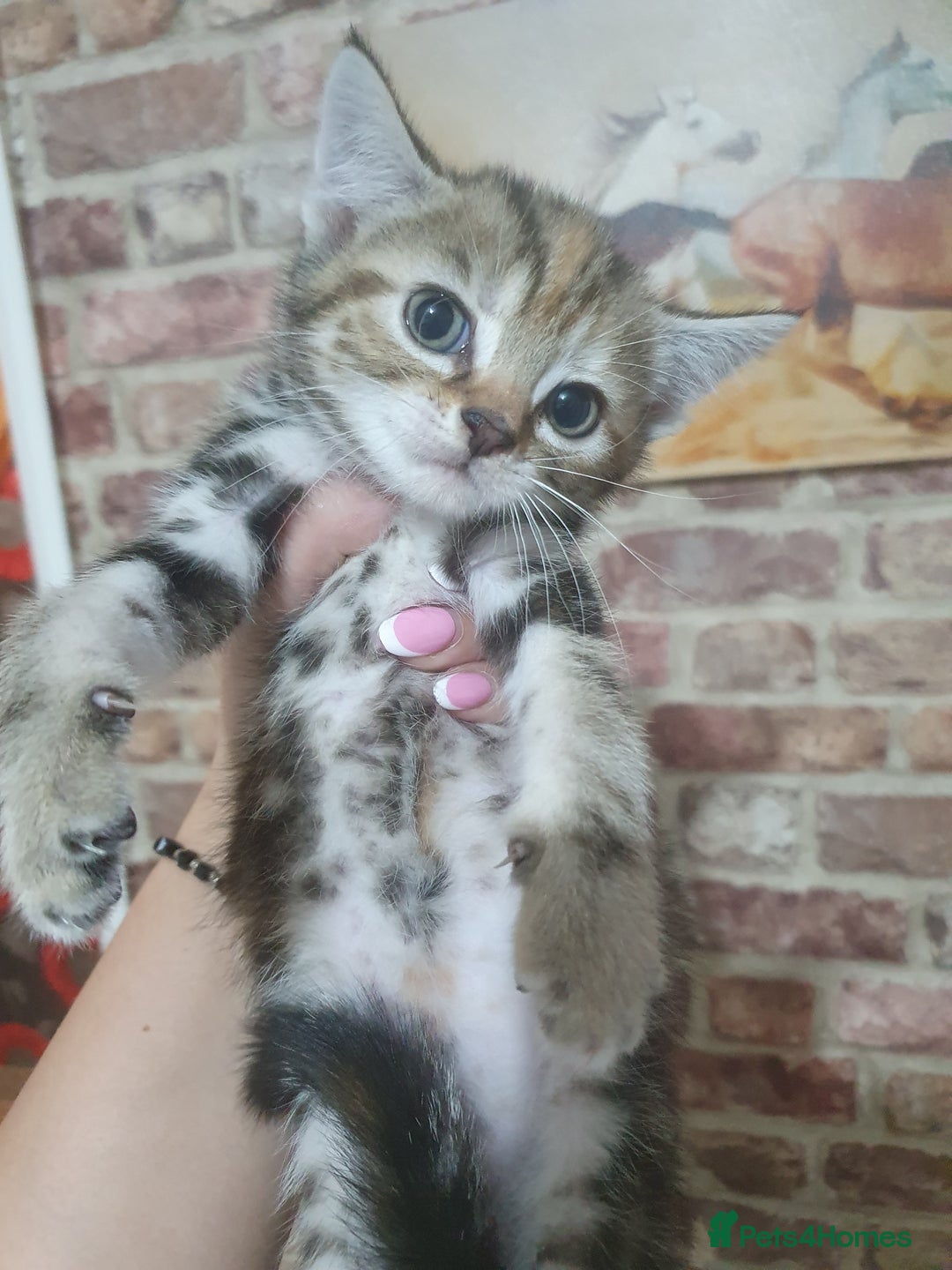 Bengal cats for sale: Davina - Image 6