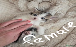 Mixed Breed cats for sale: 6 beautiful kittens left for sale  - Image 4