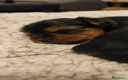 Yorkshire Terrier dogs for sale: 2 tiny Yorkshire terriers 1 male 1 female - Advert 3