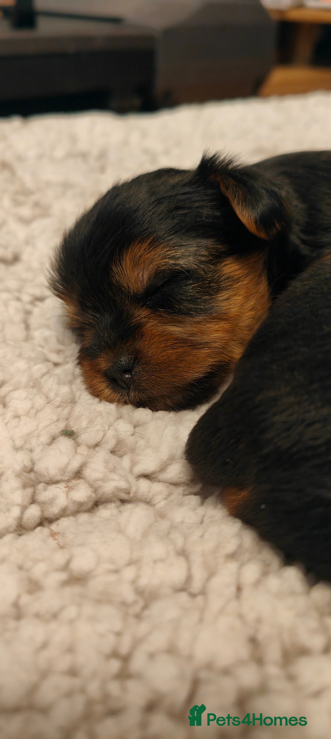 Yorkshire Terrier dogs for sale: 2 tiny Yorkshire terriers 1 male 1 female - Advert 3