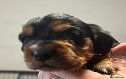 Cocker Spaniel dogs for sale: KC COCKER PUPS TRI BLACK TAN WHITE RED HEALTH TEST - Image 11