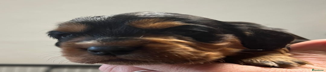 Cocker Spaniel Puppy 4